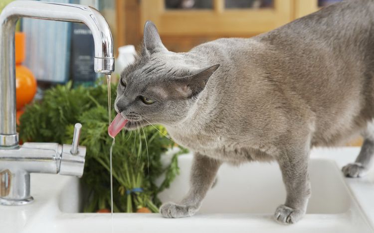 El gato bebe agua del grifo