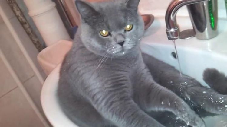 El gato tumbado en el lavabo