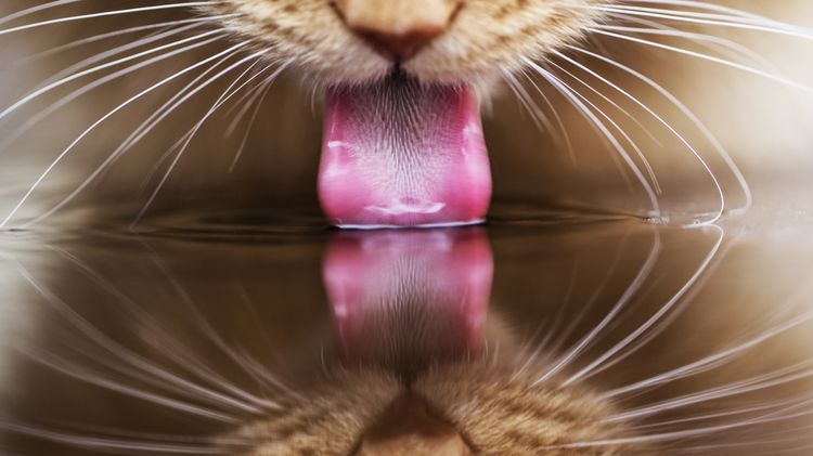 El gato bebe agua