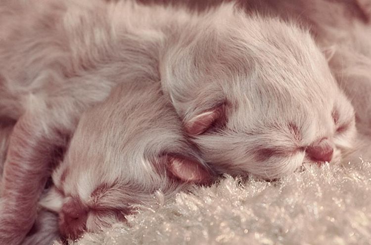 Gatitos recién nacidos