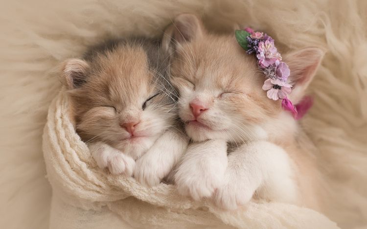 Dos gatitos