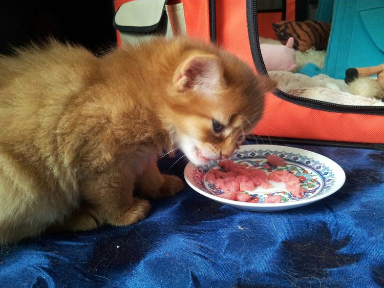 La gata come carne fresca