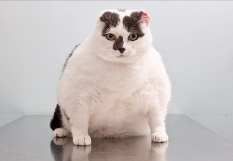 Gato muy gordo