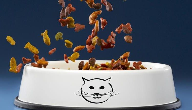 Cuenco con comida para gatos