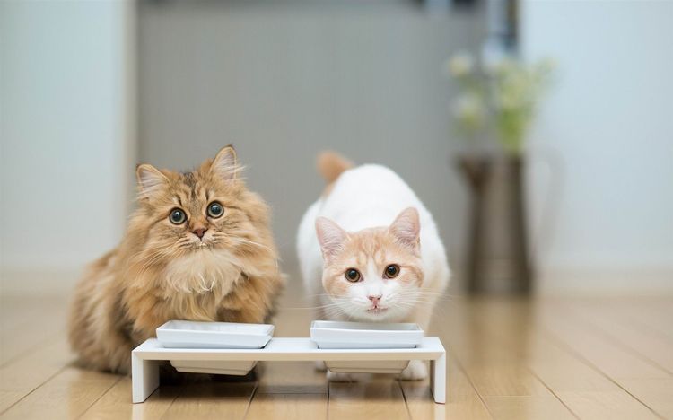Los gatos comen