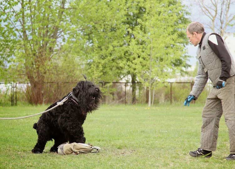 Adiestramiento del perro de Stalin