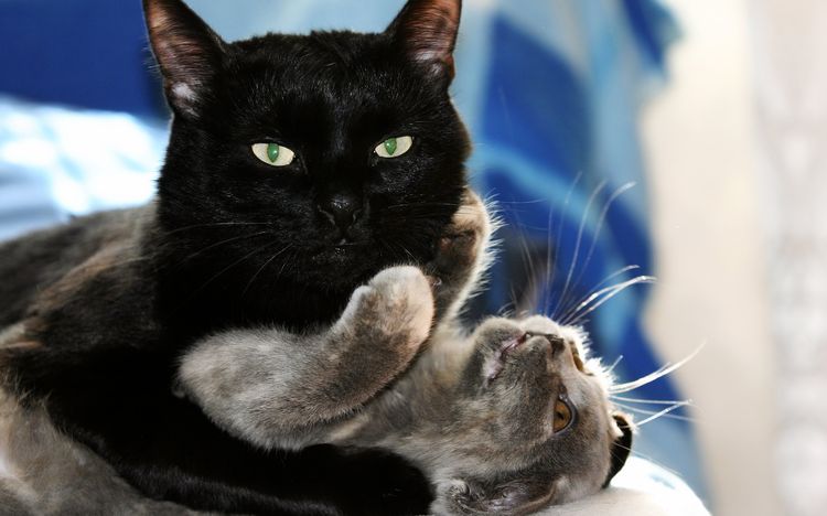 El gato abraza a la gata