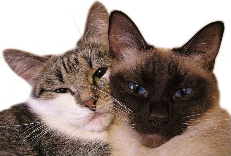 El gato y la gata están tumbados juntos