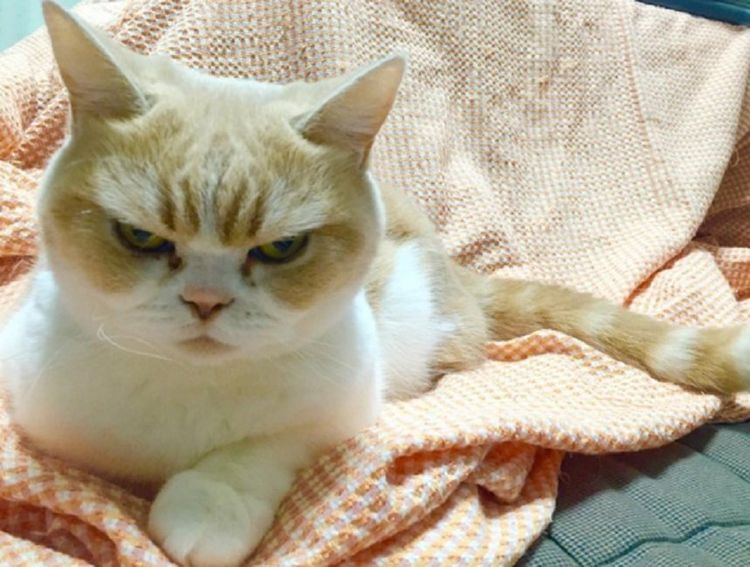 Gato enfadado