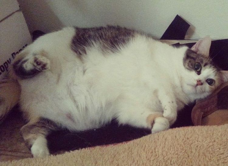 Gato castrado gordo