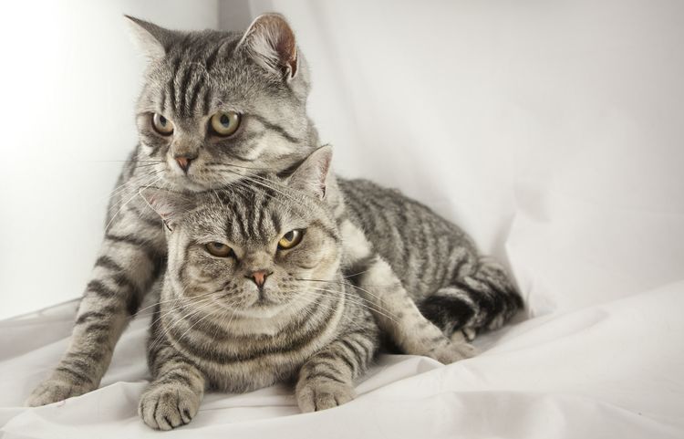 Gato y gata británicos