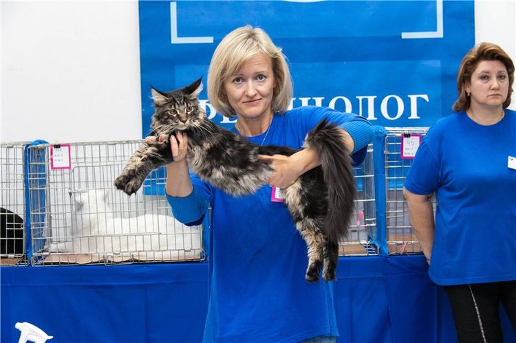 Felinólogo en una exposición