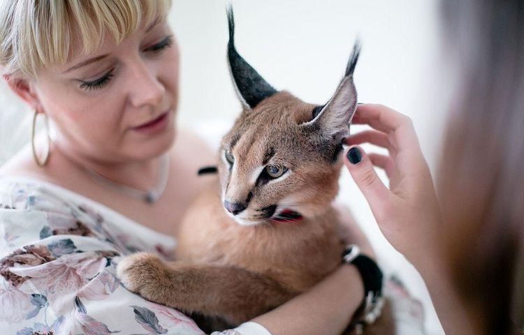 Felinólogo con un gato de raza caracal