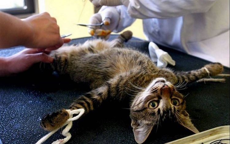 Esterilización del gato