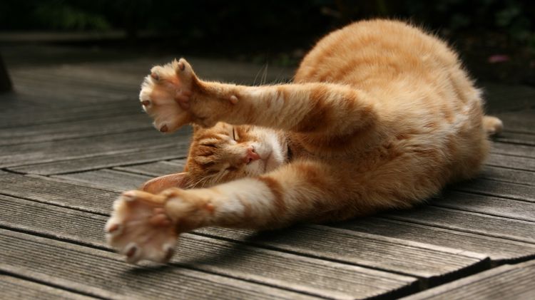 El gato se estira