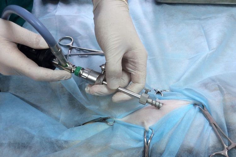 Esterilización laparoscópica de una gata