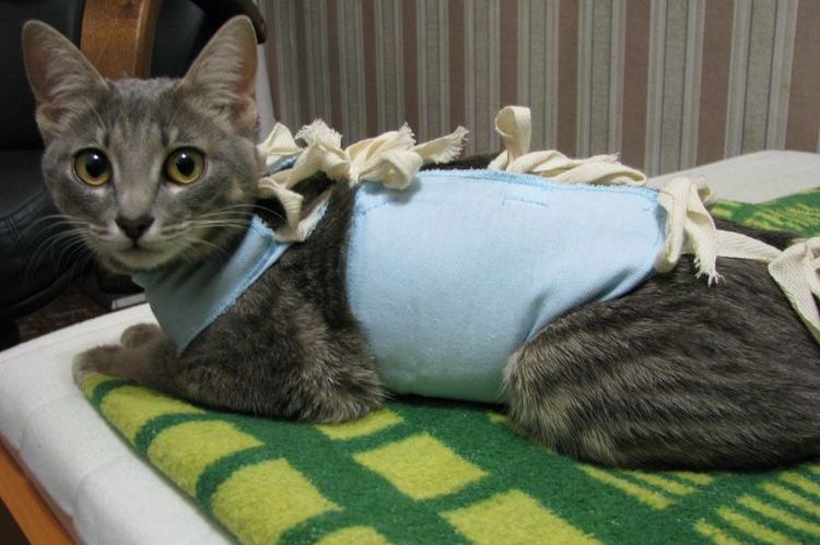 Gata con vendaje postoperatorio