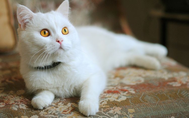 Gata blanca