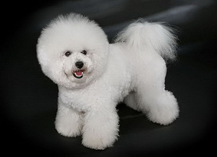 Aseo del Bichón Frisé