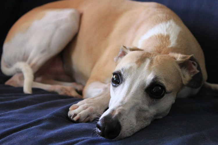 whippet en el apartamento