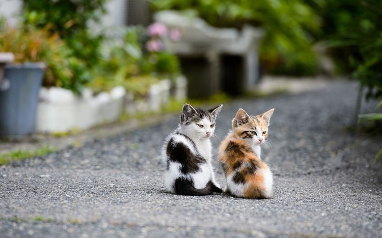 Gatitos
