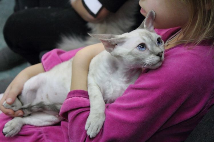 Gato en brazos de su dueña