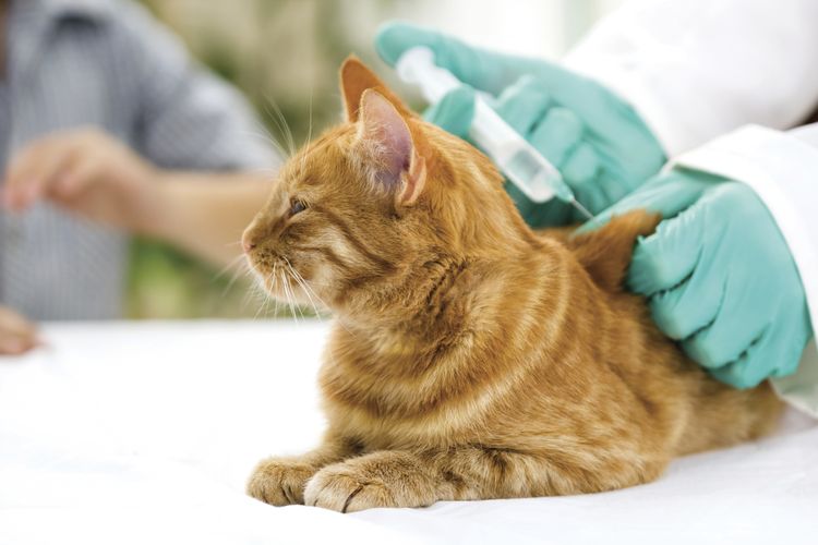 Inyección subcutánea al gato