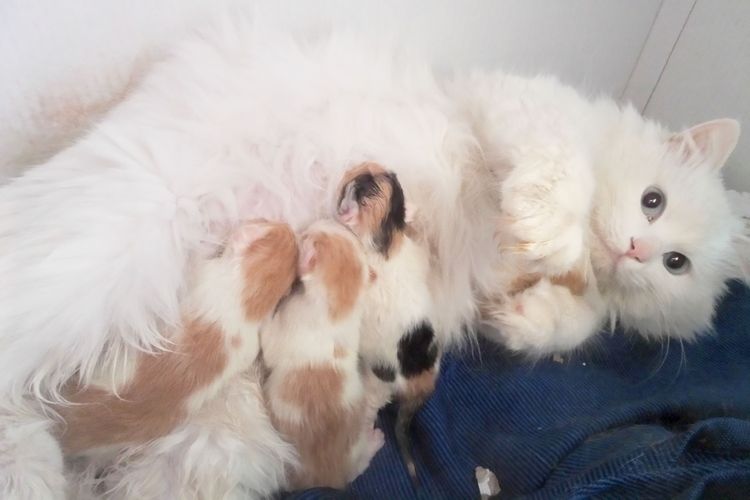 Gata con gatitos