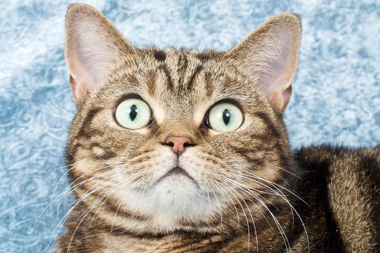Gato sorprendido