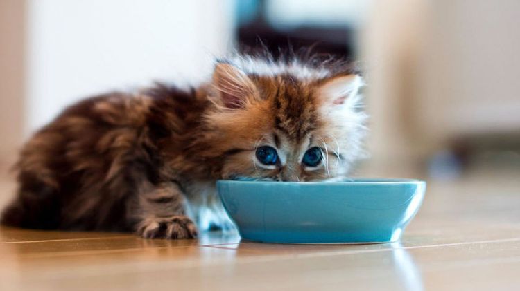 El gatito come