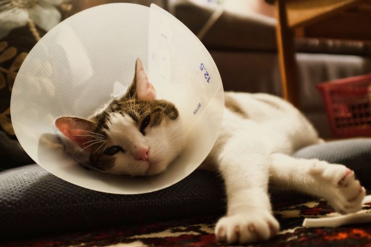 Gato con collar protector