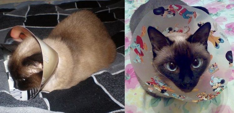 Collar postoperatorio de cartón para gato