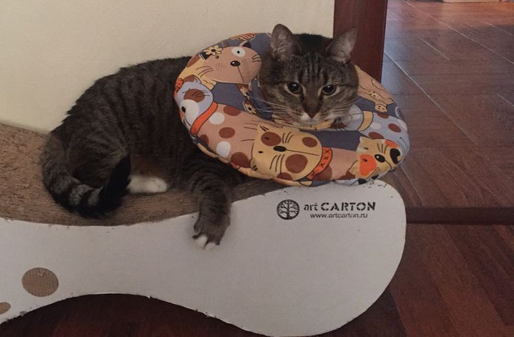 Gato con collar protector suave