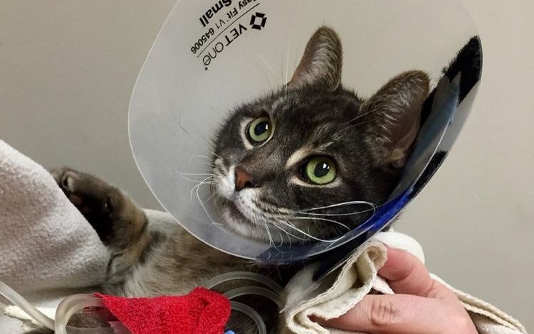 Gato con collar postoperatorio