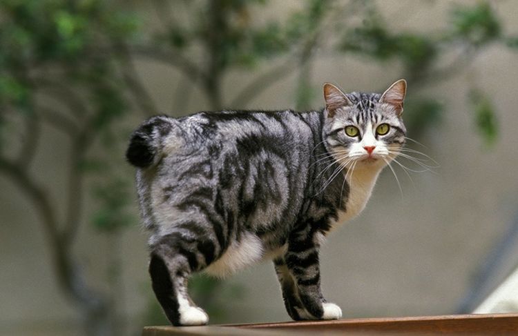 Gato japonés