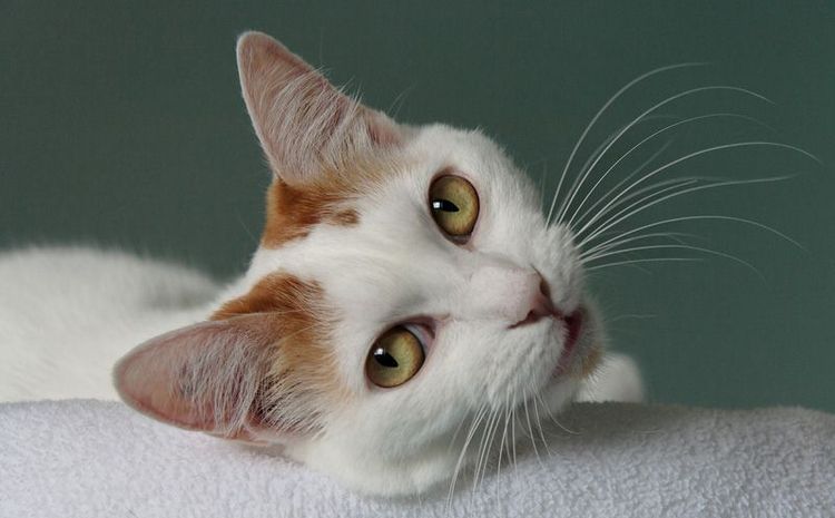 Bobtail japonés de pelo corto