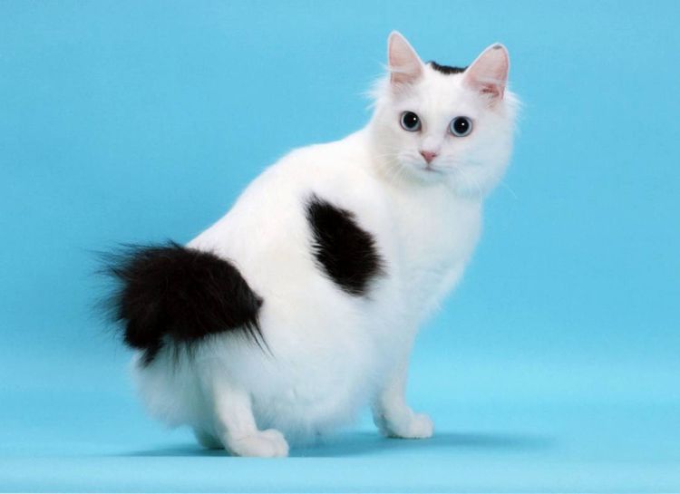 Bobtail japonés de pelo largo