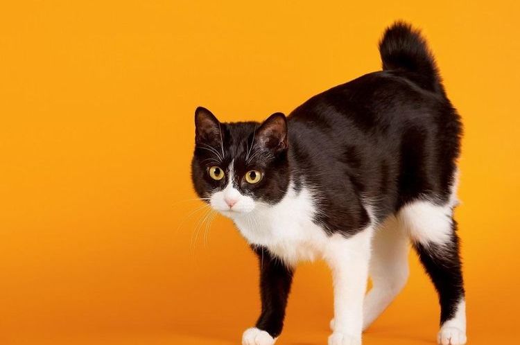 Gatos japoneses