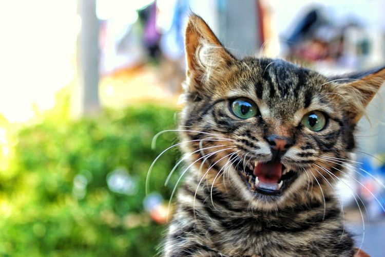 El gatito maúlla