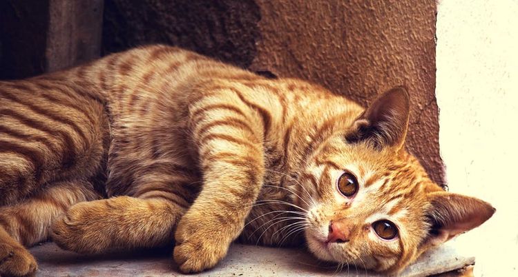 Gato anaranjado tumbado de lado