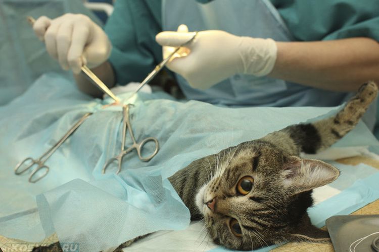 Cirugía de la torsión intestinal en gatos