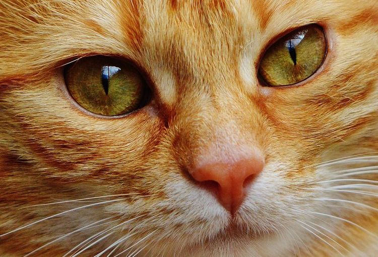 Gato naranja