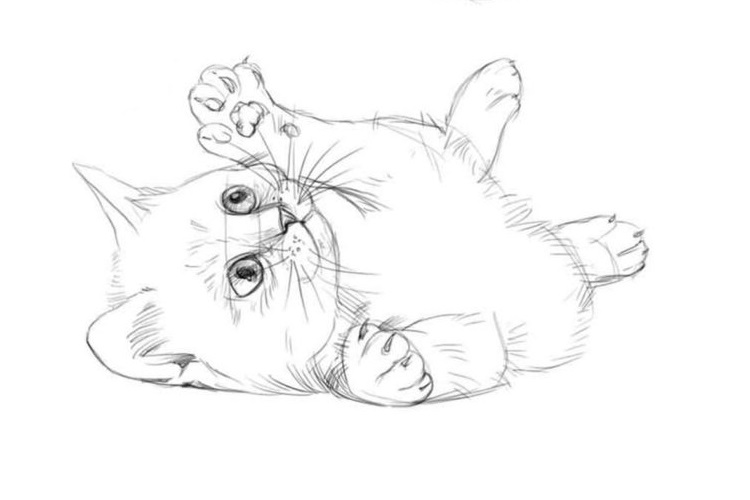 Gatito juguetón