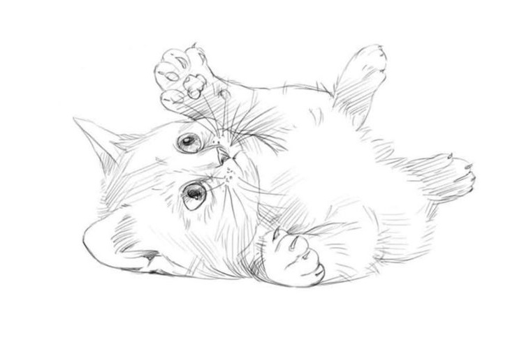 Gatito juguetón