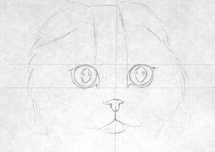 Dibujo de un gato Scottish Fold a lápiz