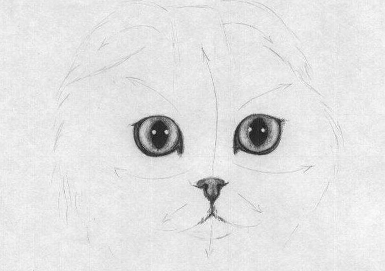 Dibujo de un gato Scottish Fold a lápiz