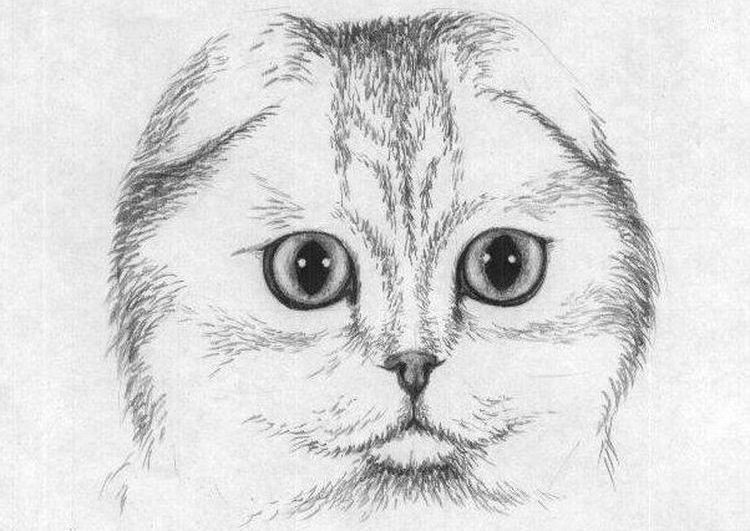 Dibujo de un gato Scottish Fold a lápiz
