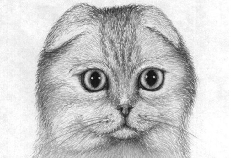 Dibujo de un gato Scottish Fold a lápiz