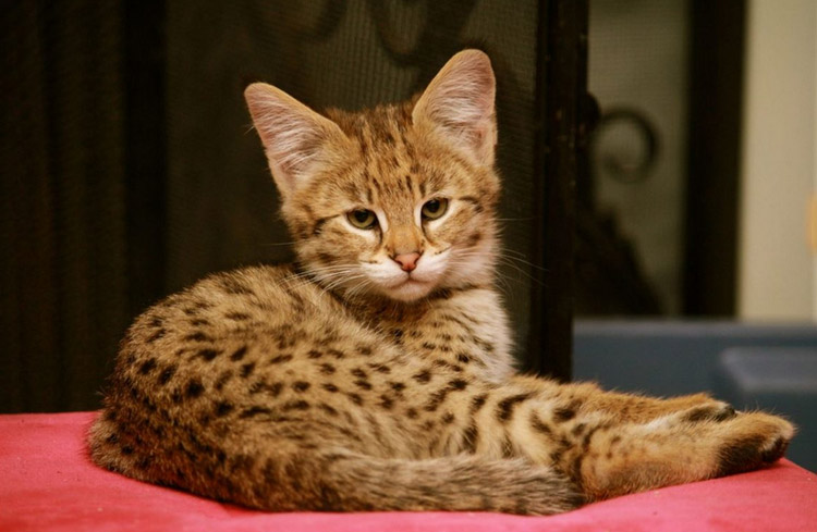 gatito de Ashera