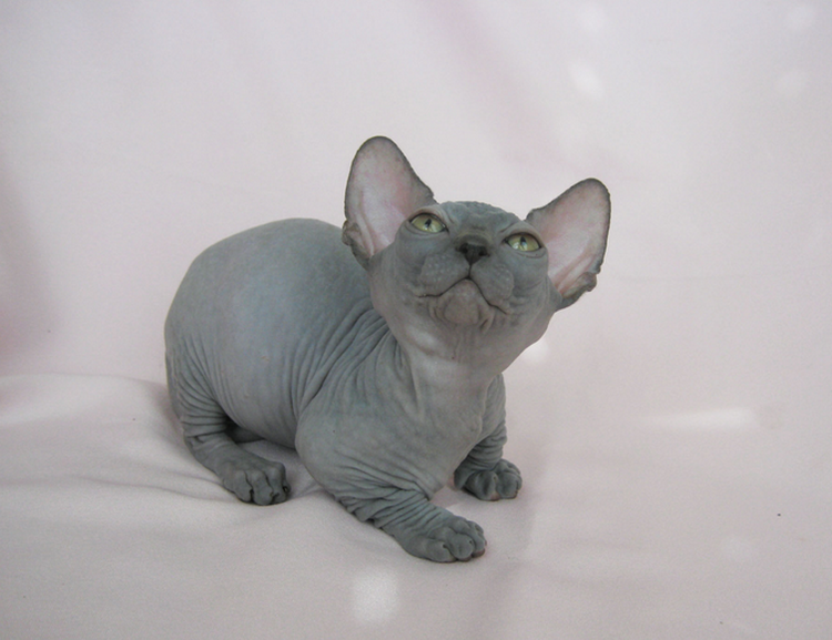 Gatito Bambino